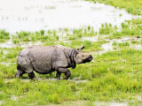 Indian Rhinoceros  Walking in Swamp  Assam  India
