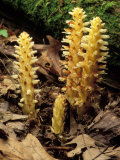 Squawroot