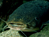 Electric Catfish  Lake Tanganyika  Tanzania