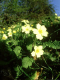 Primroses  Branscombe  South Devon