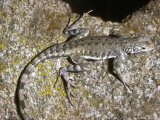 Zebra-Tailed Lizard  California