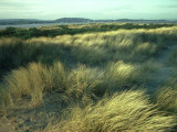 Marram Grass  Dawlish Beach  Devon