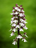 Lady Orchid  Spike Close Up  UK