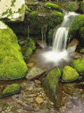 Moss-Covered Rocks Along a Stream at the Chimneys in Late Spring  Tennessee  USA