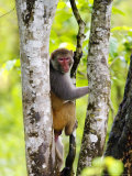 Rhesus Macaque  Climbing in Tree  Assam  India