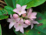 Trailing Arbutus