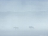 Wildebeest in Dust Storm  Tanzania