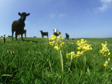 Cowslips  and Cows Pewsey Down