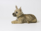 Cairn Terrier Puppy  4 Months Old
