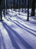 Winter Light Casting Shadows  MI