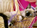 Siamese Kitten Playing in Basket of Yarn