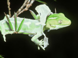 Northland Green Gecko  Shedding Skin or Sloughing  New Zealand