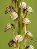 Man Orchid  Flowers Close Up  UK