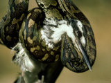 African Python  with Pied Kingfisher Prey  Tanzania