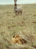 African Lion  Lioness in Ambush  Tanzania