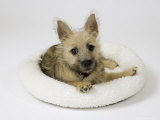 Cairn Terrier Puppy  4 Months Old