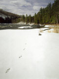 Animal Tracks in Snow Along Menominee River  MI