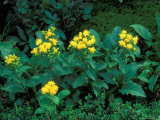 Yellow Flowers