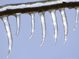 Ice on Branch  Ohio