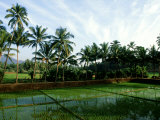 Rice in Paddy Fields  Goa