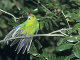 Red-Crowned Parakeet  New Zealand Endemic
