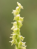 Musk Orchid  Flowers Close Up  UK