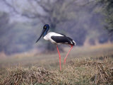 Black Necked Stork  Female  India