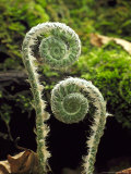Christmas Fern
