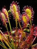 Sundew