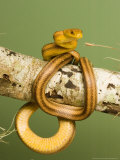 Yellow Rat Snake  Sarasota County  USA