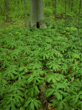 Mayapples  Berrien County  MI