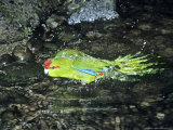 Red-Crowned Parakeet  Cyanoramphus Novaezelandiae  New Zealand