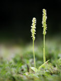 Musk Orchid  Kent  UK