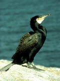 Cormorant  Adult  Scotland  UK
