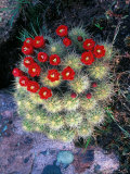 Flowering Cactus