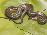 Striped Crayfish Snake  Sarasota County  Florida  USA