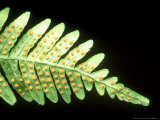 Polypody Fern  Masses of Sporangia  the Sponge Bearing Structures