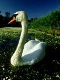 Mute Swan  Amongst Water Crowfoot  Devon  UK