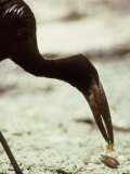 Openbill Stork  Eating Clam  Tanzania