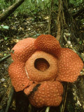 Rafflesia  Gunung Gading National Park  Borneo