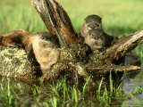 River Otter  Lutra Canadensis with Kits Along Stream Montana  USA
