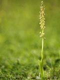 Man Orchid  Kent  UK