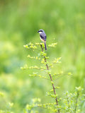Grey-Backed Shrike  Perched on Bush  Assam  India
