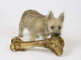 Cairn Terrier Puppy with Bone  4 Months Old