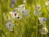 Sego Lily in Bloom  USA