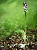 Lady Orchid  Kent  UK