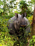 Indian Rhinoceros in Bushes  Assam  India