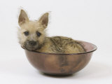 Cairn Terrier Puppy  4 Months Old