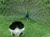 Peacock  Displaying to Female