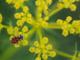 Beetle on Umbel Flower  Spain